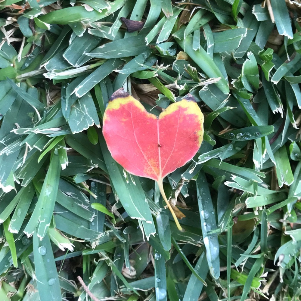 Meet your Posher, Lusine